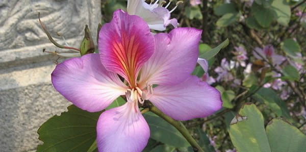 洋紫荆花的花语