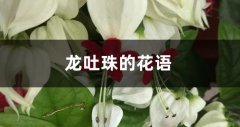 龙吐珠的花语和寓意_龙吐珠代表的含义是什么？