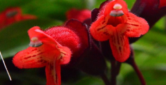口红花的花语和寓意_口红花代表的含义是什么？