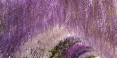 紫藤的花语和寓意_紫藤代表的含义是什么？