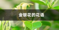 金银花的花语和寓意_金银花代表的含义是什么？