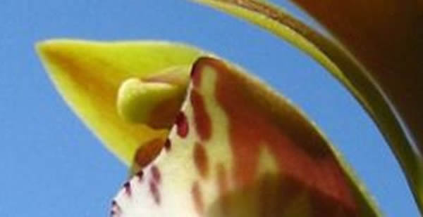 斑舌兰的花语