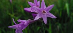 紫娇花的花语是什么_紫娇花的寓意和象征是什么