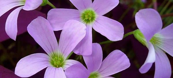 紫叶酢浆草的花语