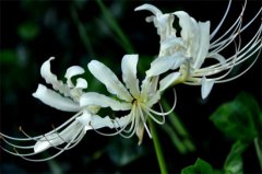 白花石蒜的花语是什么_白花石蒜的寓意和象征